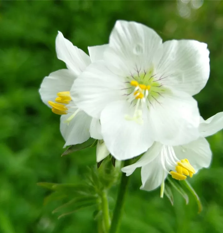 Weiße Blaue Himmelsleiter Weiße Blaue Himmelsleiter