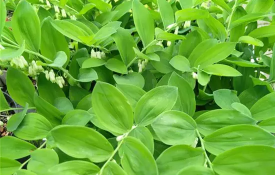 Polygonatum multiflorum