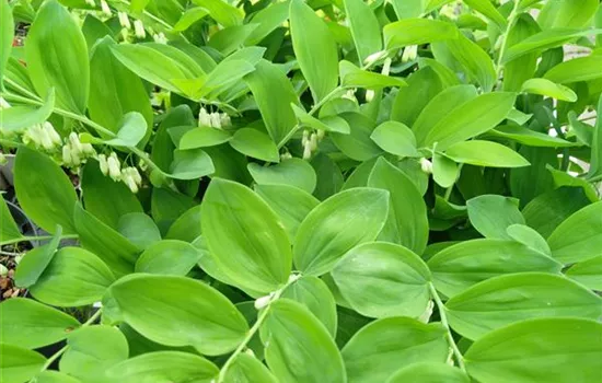 Polygonatum multiflorum