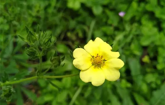 Potentilla recta
