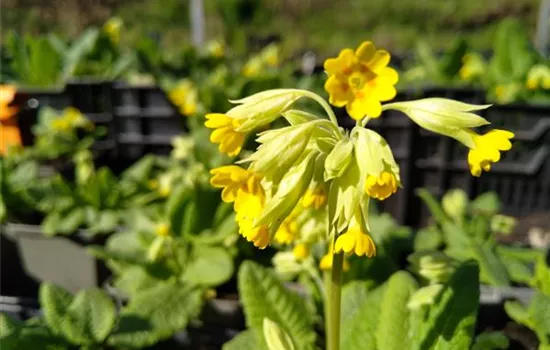Primula veris