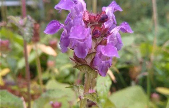 Prunella grandiflora