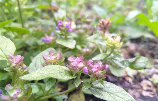 Prunella vulgaris