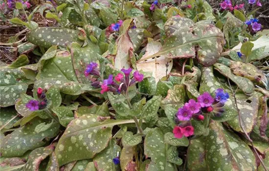 Pulmonaria officinalis