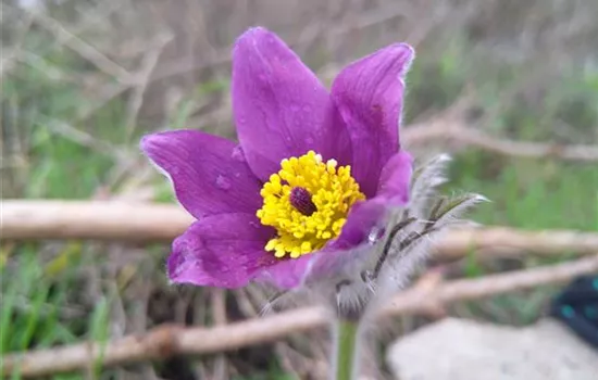 Pulsatilla vulgaris