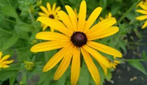 Sonnenhut BIO