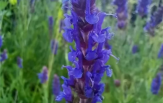 Salvia nemorosa