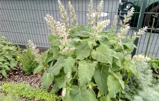 Salvia sclarea