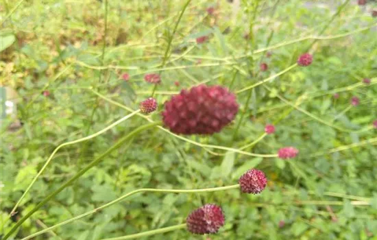 Sanguisorba officinalis