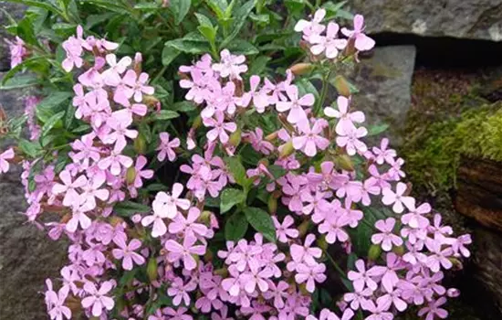 Saponaria ocymoides
