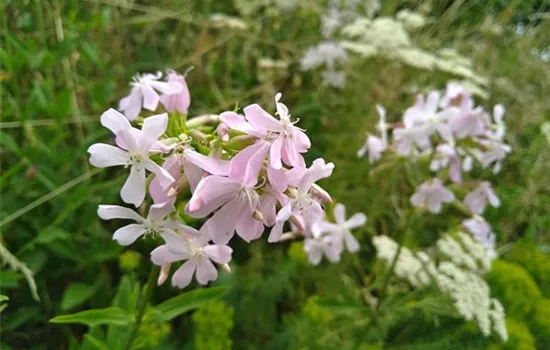 Saponaria officinalis