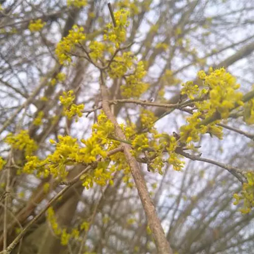 Cornus mas Jolico
