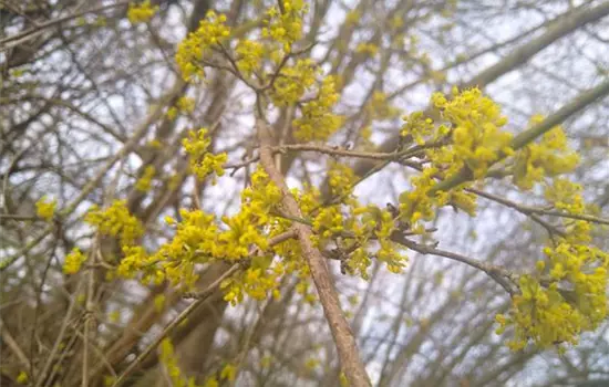 Cornus mas Jolico