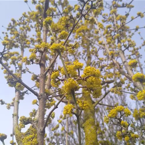 Cornus mas Kasanlaker