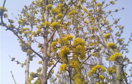 Cornus mas Kasanlaker