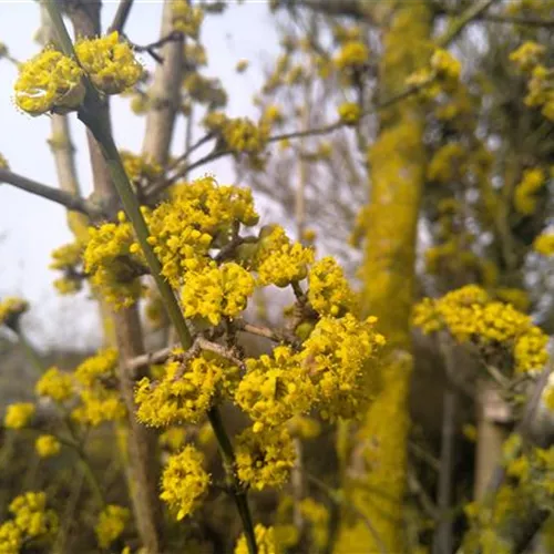 Cornus mas* Cornus mas*