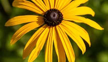 Sonnenhut BIO