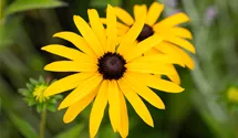 Sonnenhut BIO