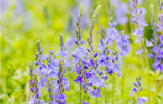 Veronica teucrium Veronica teucrium