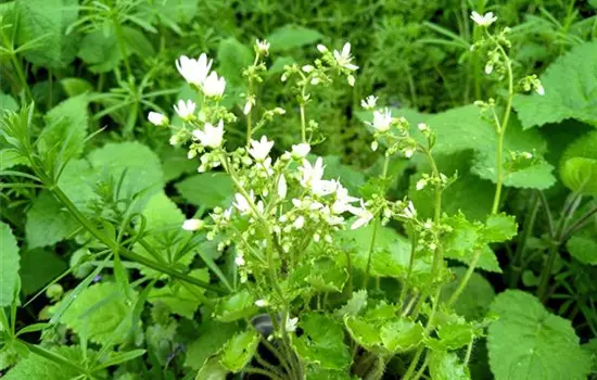 Saxifraga rotundifolia