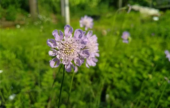 Scabiosa columbaria