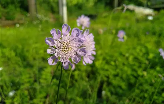 Scabiosa columbaria