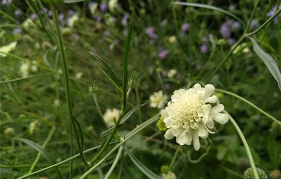 Scabiosa ochroleuca Scabiosa ochroleuca
