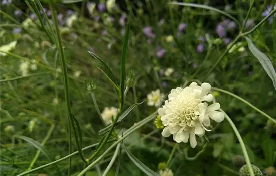 Scabiosa ochroleuca