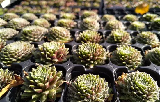 Sempervivum arachnoideum