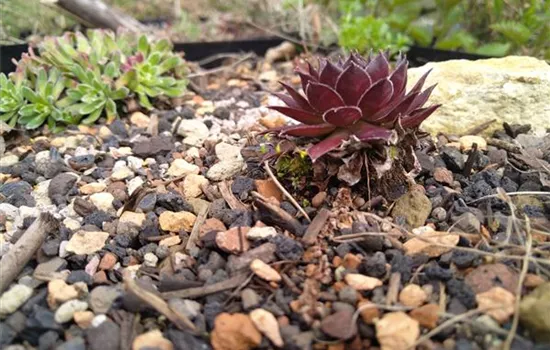 Sempervivum tectorum Sempervivum tectorum