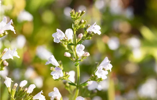 Calamintha nepeta ssp.nepeta