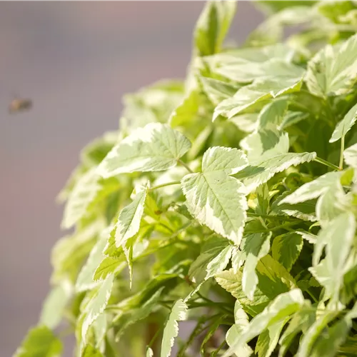 Aegopodium podagraria Variegata Aegopodium podagraria Variegata