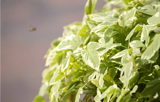 Aegopodium podagraria Variegata Aegopodium podagraria Variegata