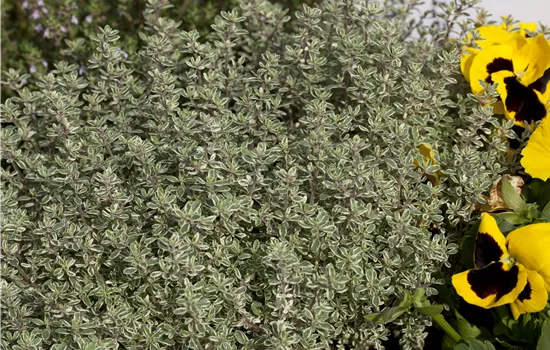 Thymus vulgaris ssp fragrantissimus Thymus vulgaris ssp fragrantissimus