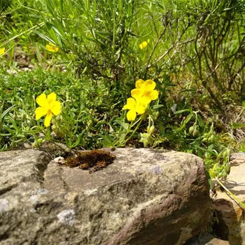 Helianthemum nummularium Helianthemum nummularium