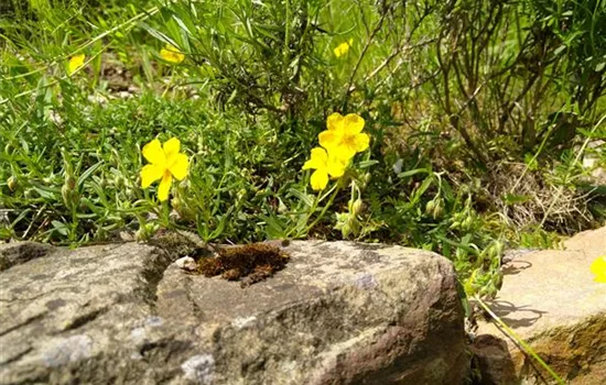 Helianthemum nummularium Helianthemum nummularium