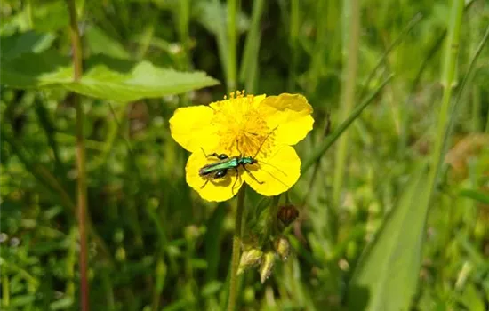 Helianthemum nummularium