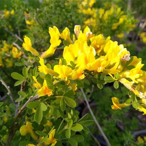 Chamaecytisus ratisbonensis Chamaecytisus ratisbonensis