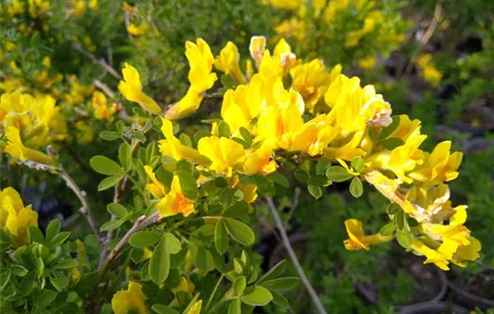 Chamaecytisus ratisbonensis Chamaecytisus ratisbonensis