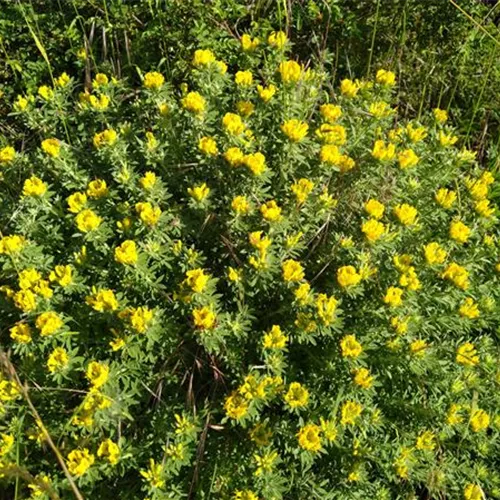 Chamaecytisus supinus Chamaecytisus supinus