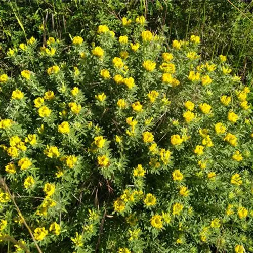 Chamaecytisus supinus