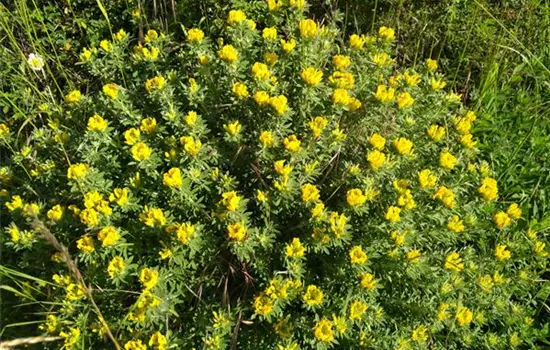 Chamaecytisus supinus