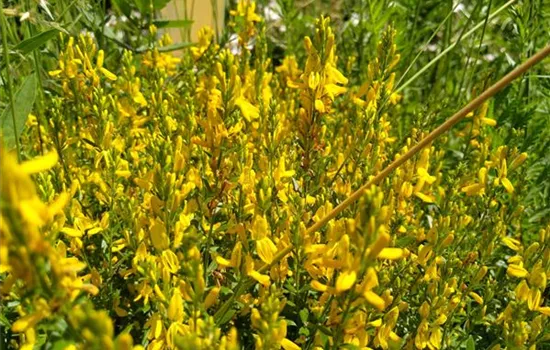 Genista tinctoria Genista tinctoria