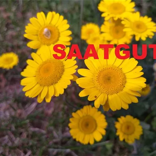 Anthemis tinctoria (SA 10qm)* Anthemis tinctoria (SA 10qm)*