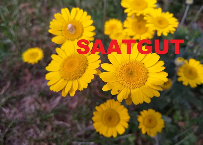 Anthemis tinctoria (SA 10qm)* Anthemis tinctoria (SA 10qm)*