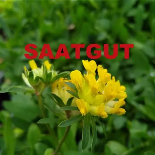 Anthyllis vulneraria (SA 10qm)* Kaltkeimer