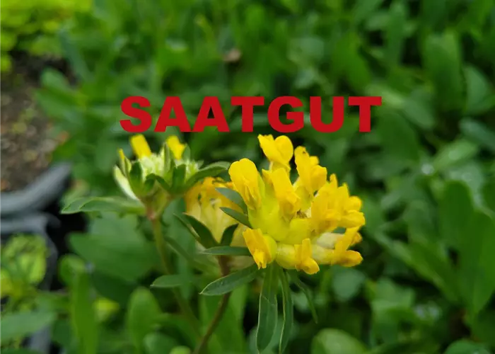 Anthyllis vulneraria (SA 10qm)* Kaltkeimer