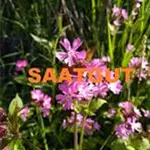 Silene dioica (Melandryum rubrum) (SA 10qm)*