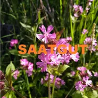 Silene dioica (Melandryum rubrum) (SA 10qm)*