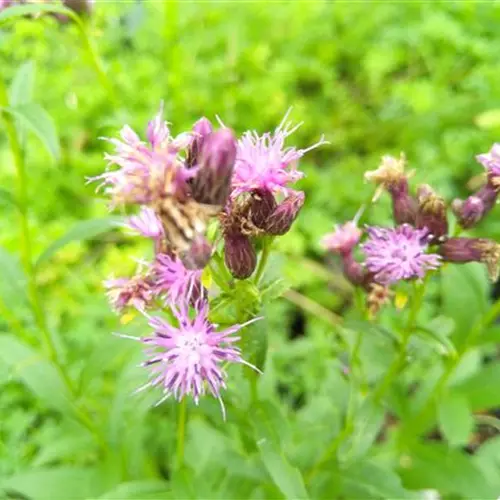 Serratula tinctoria